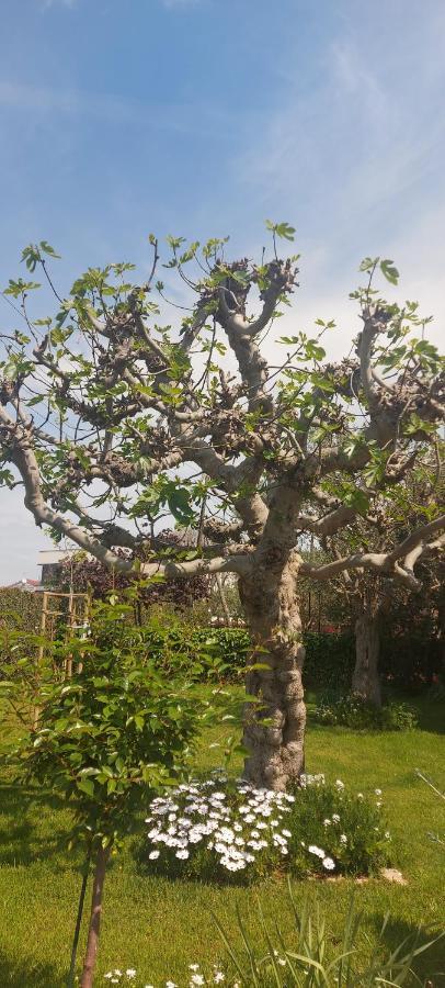 شقة Olive Tree زادار المظهر الخارجي الصورة